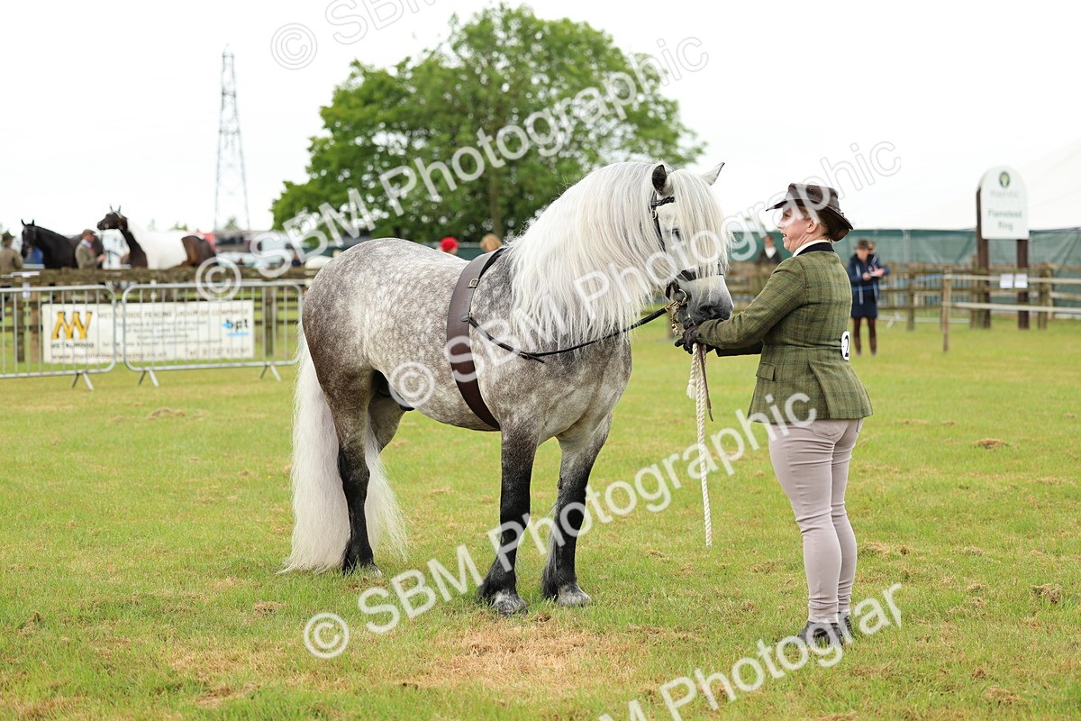 SBM_00501 - Class 58-67 - M&M Non Welsh Pony In hand
