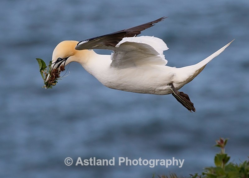 Astland Photography, Bird and Wildlife Images, Susan and Peter Wilson, U.K.
