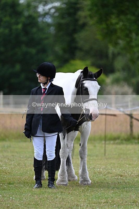 WJ7_7162 - Class 5a Most Handsome Gelding in Hand