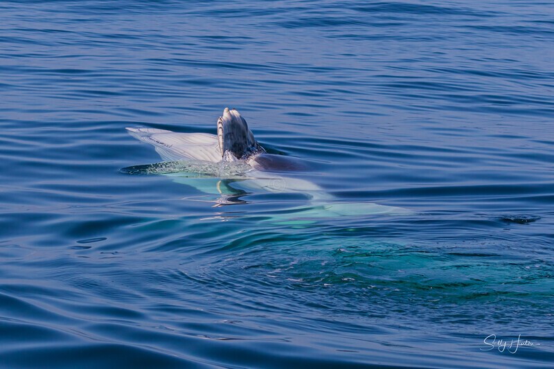 0A3A7721 Baby Wave 3 - Humpback Whales