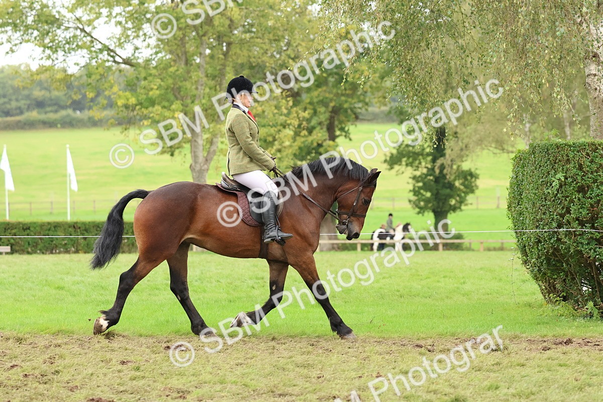 SBM_69555 - S62 - Mountain & Moorland Ridden Large Breeds
