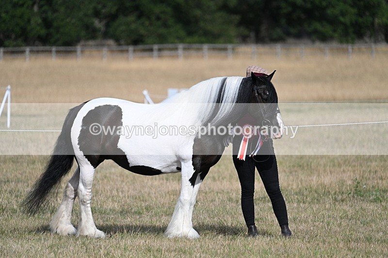 WJ7_8147 - In-hand Championship