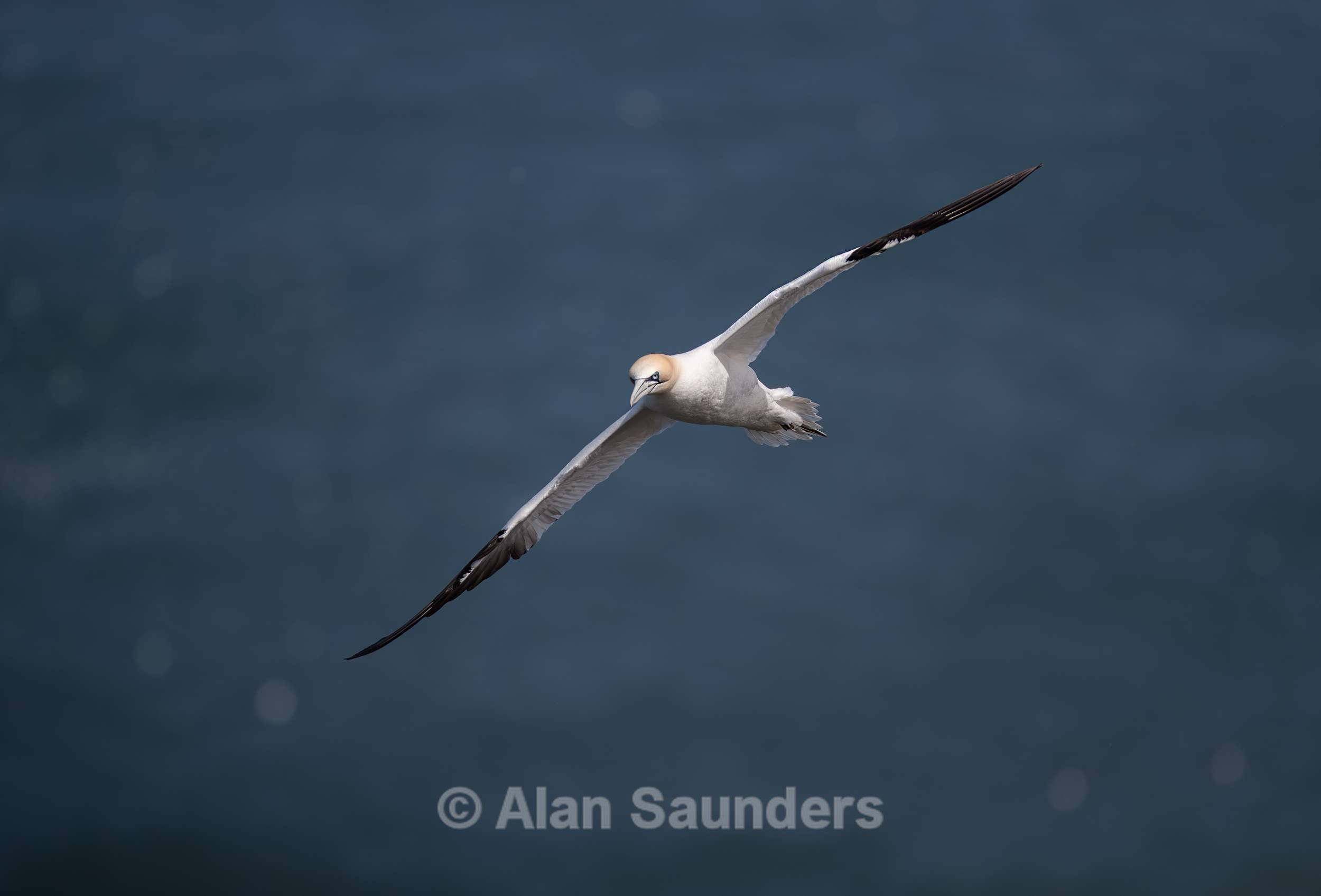 Gannet 6