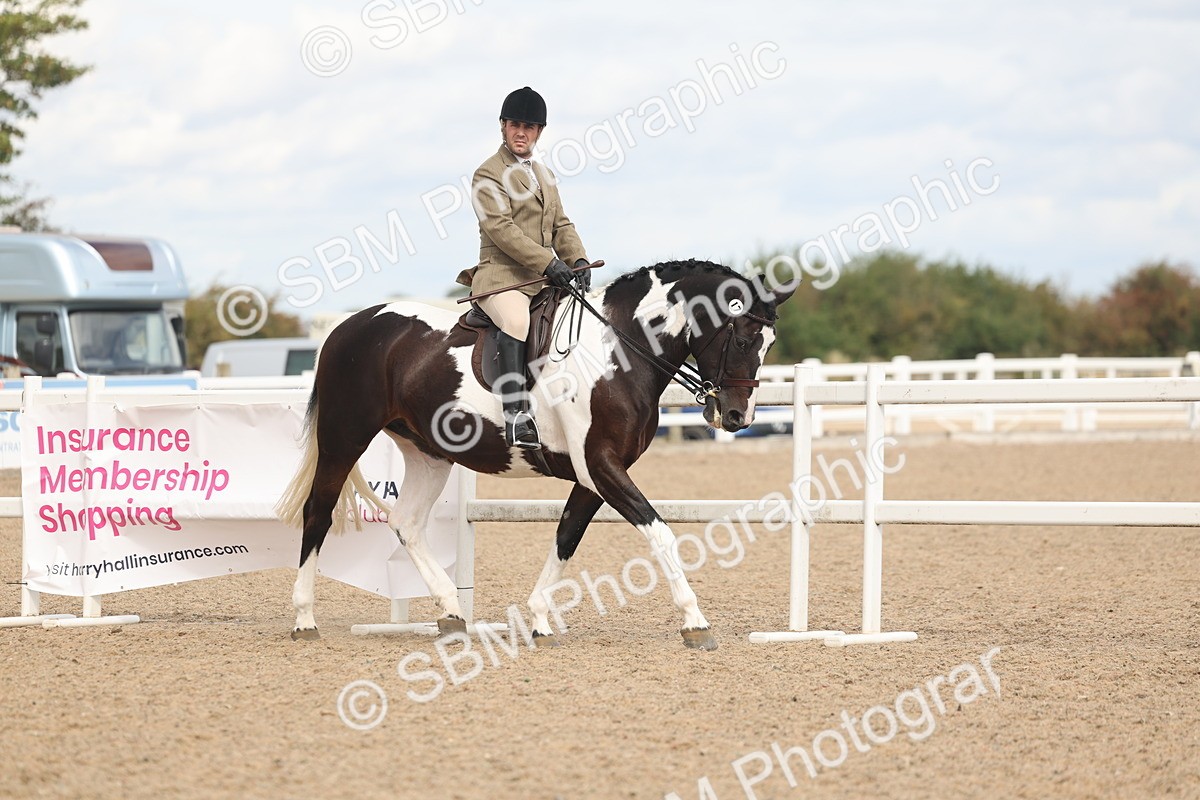 SBM_14744 - Class 308 - Ridden Coloured Horse