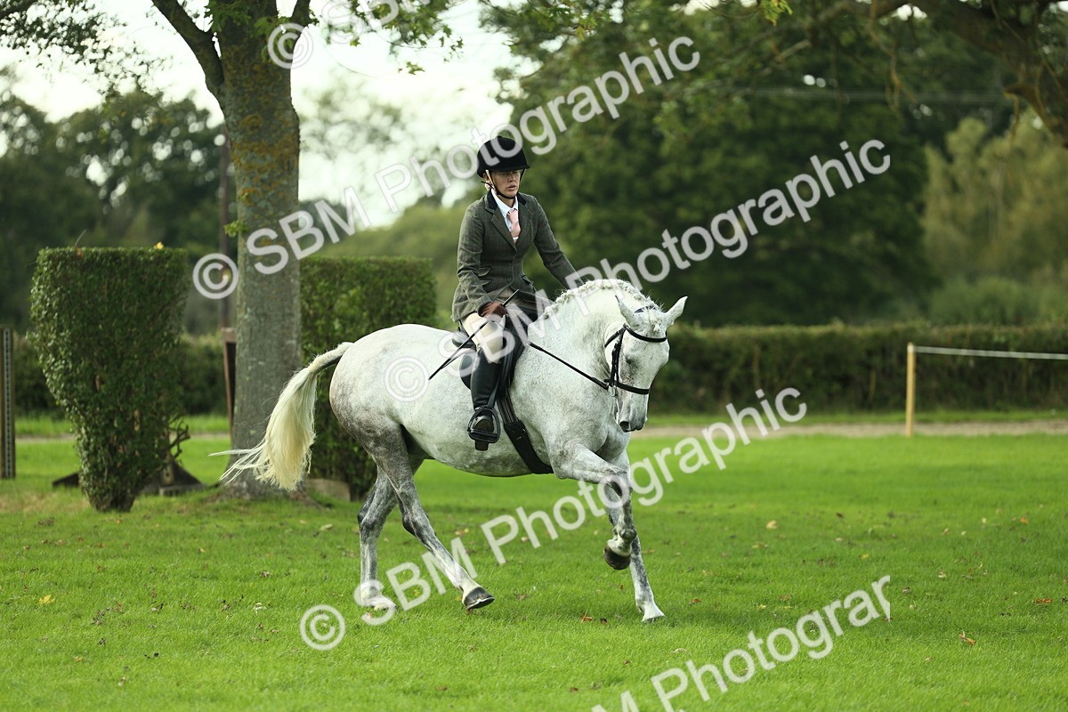 SBM_50684 - S33 - Working Hunter & Working Show Horse