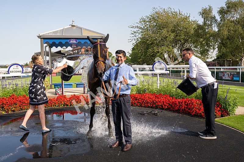130826-Race 5-Wardlaw-8595 - Race 5 16.15pm Middle Distance Handicap