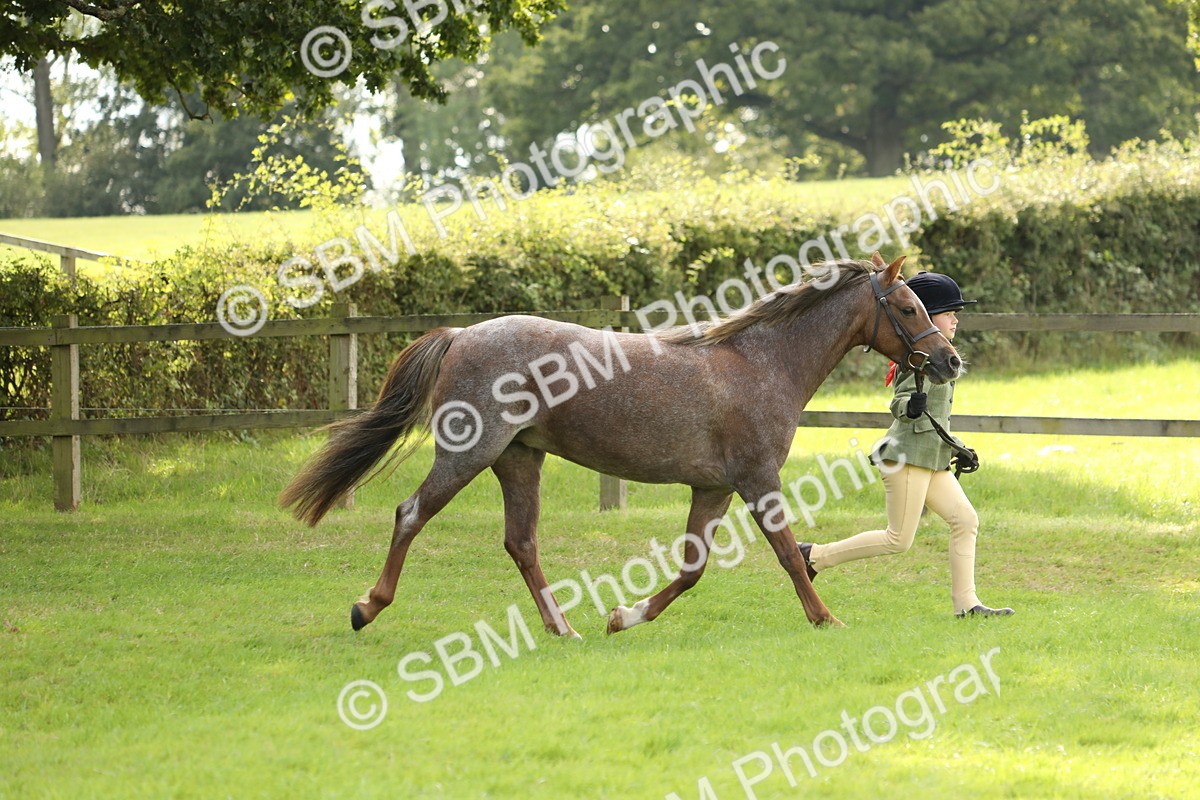 SBM_62754 - S46 - Mountain & Moorland In Hand Small Breeds