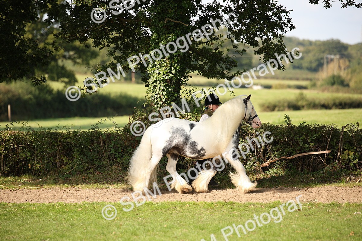 SBM_62164 - S55 - Traditional Cob In Hand