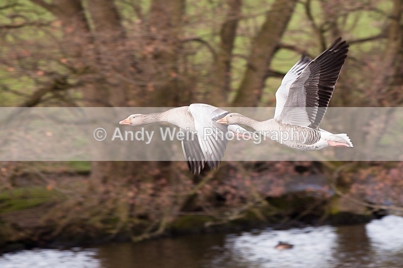 20120303-_MG_9000 - Greylag Goose
