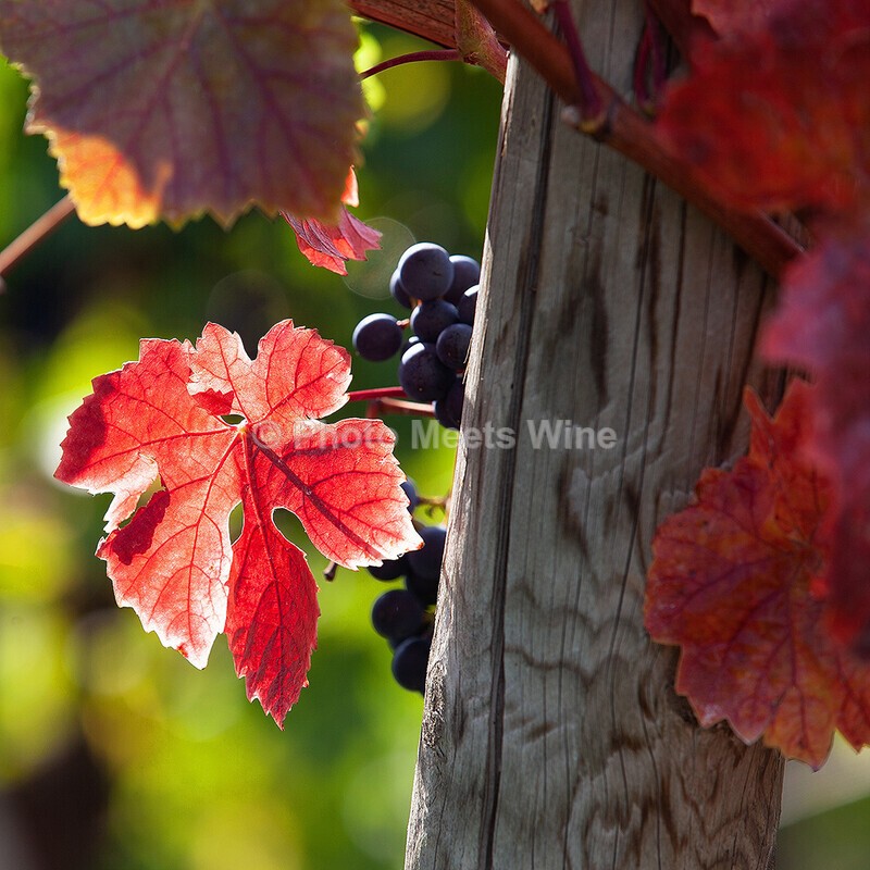  - Vineyards & Vines / Weinberge & Reben