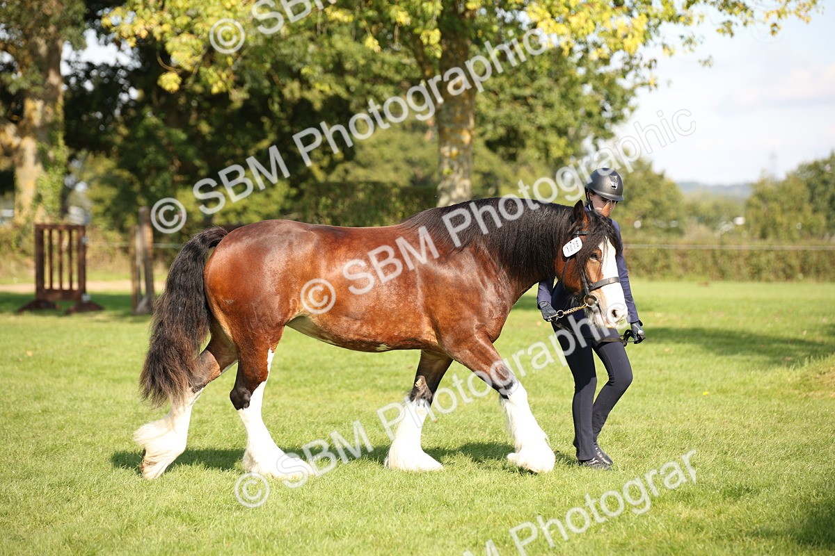 SBM_62244 - S55 - Traditional Cob In Hand
