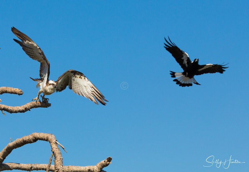 Osprey versus Magpie 2
