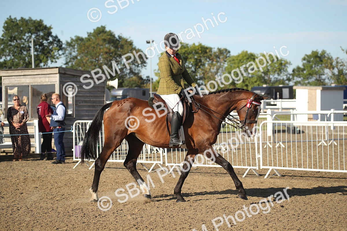 SBM_11263 - Class 501 -Riding Club Pony
