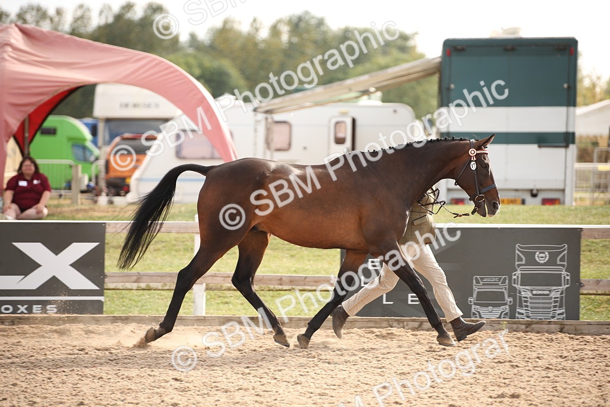 SBM_08185 - Class 27 - IH Competition Horse-Pony