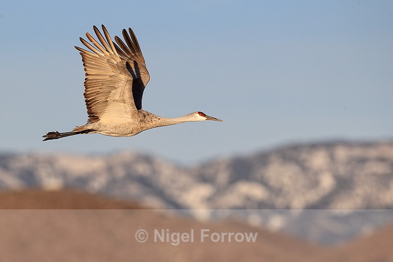 Sandhill Crane flying mountain background, Bosque del Apache - Sandhill Crane