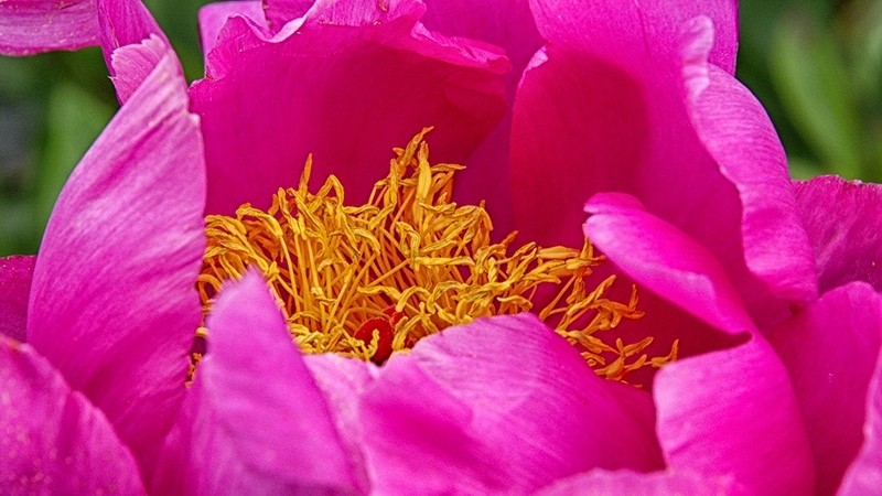 Summer 7 Flower 8573 - Earth Element