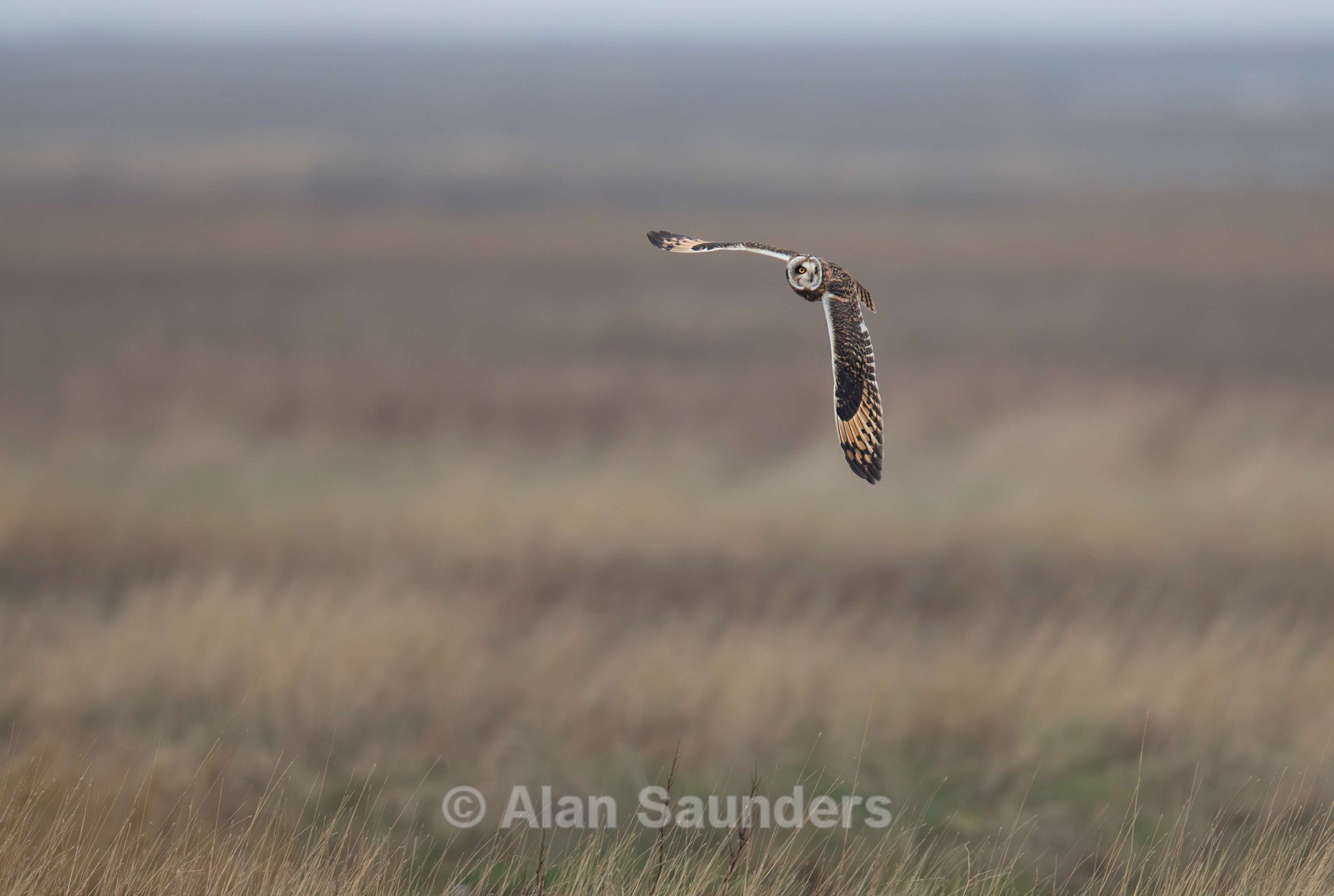 Short Eared Owl