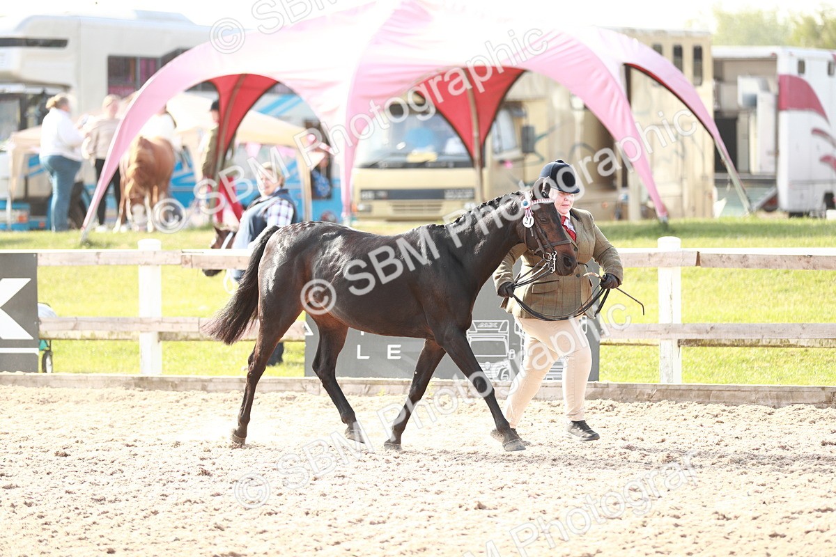 SBM_11032 - Class 205 IH Show Pony/ Show Hunter Pony