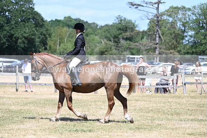 WJ7_3002 - Class 7 Riding Club Show Horse