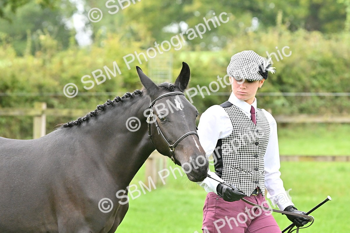 SBM_57540 - S46 - Part Bred Arab & Native Pony In Hand