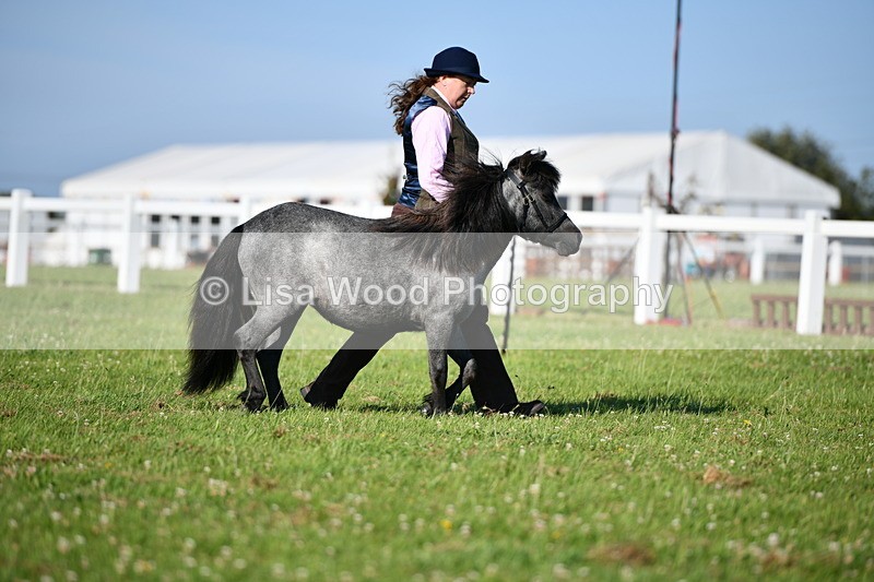 DSC_5523 - Class 49: NPS Shetland Youngstock