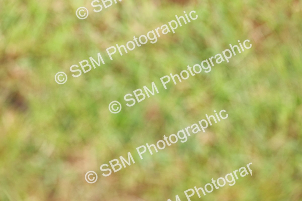 SBM_02793 - Class 9-11 Side Saddle including LIHS Rising Star Ladies Show Horse