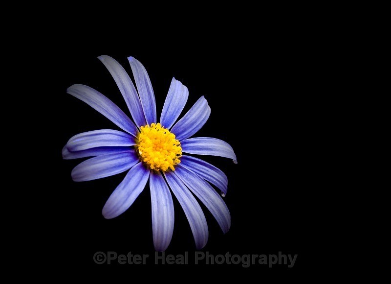 Osteospermum