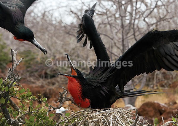 Male Frigatebirds attacking - Galapágos