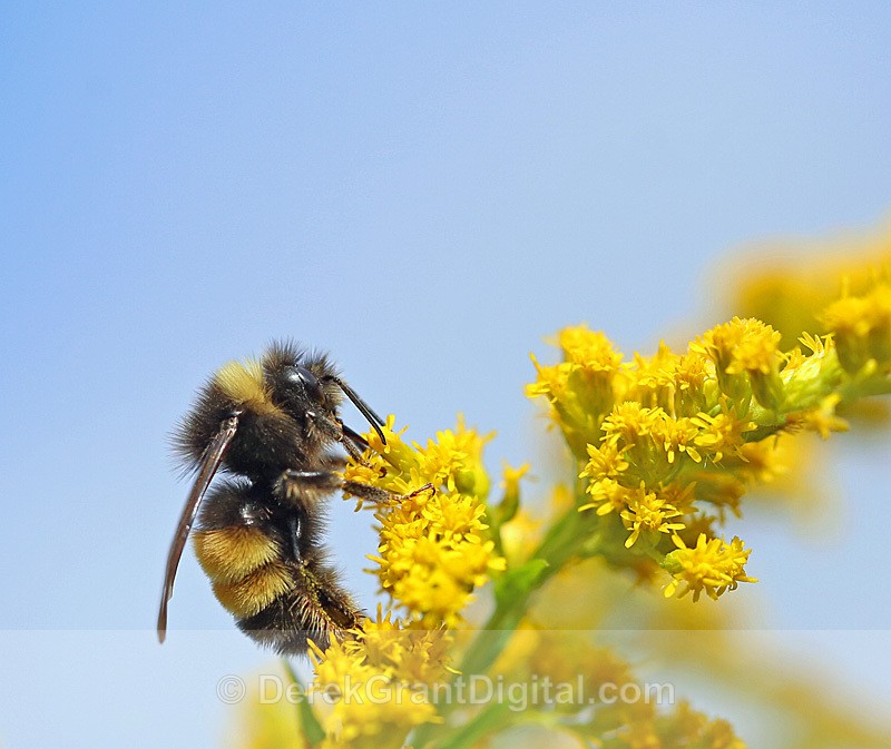Bombus terricola - Bees, Beetles, Bugs