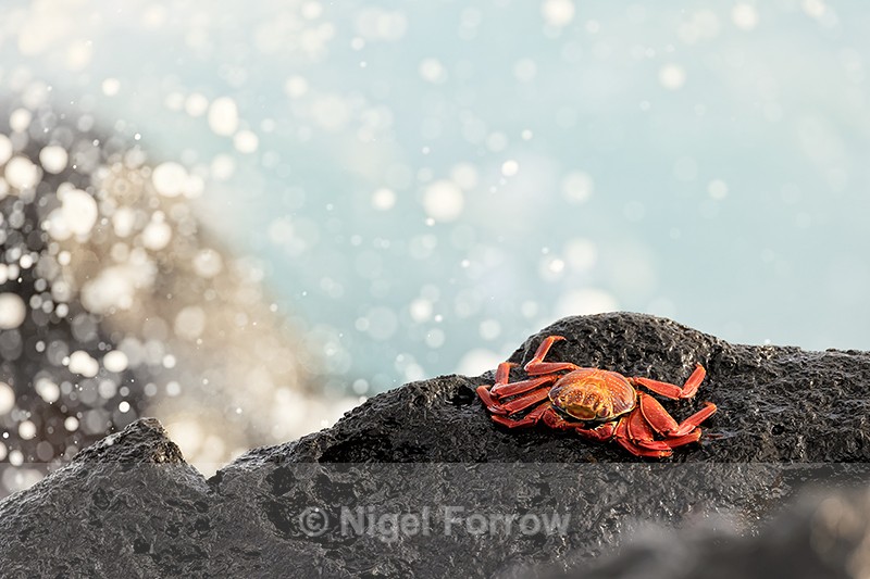 Sally Lightfoot Crab & sea spray, Isla Lobos, San Cristobal, Galapagos - Crabs