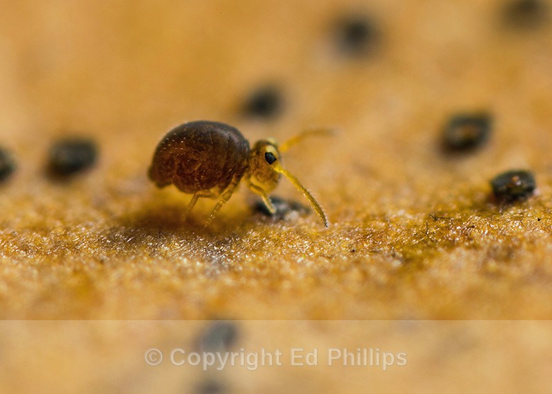 Sminthurinus igniceps - Sminthurinus igniceps