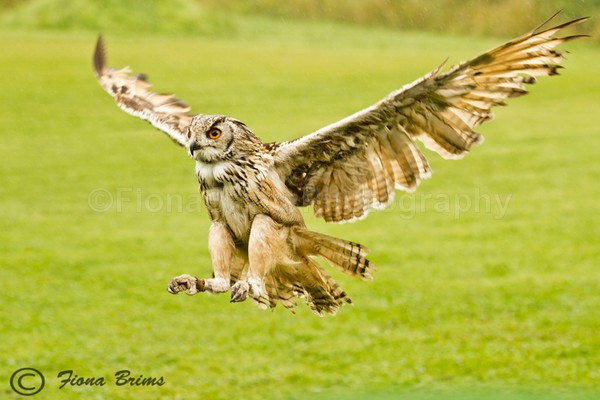 wow-15 - Birds of Prey