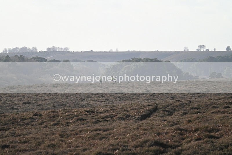 WJ7_7847 - Line 3 (no line 4 or 5)