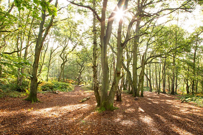 Mousehold Heath