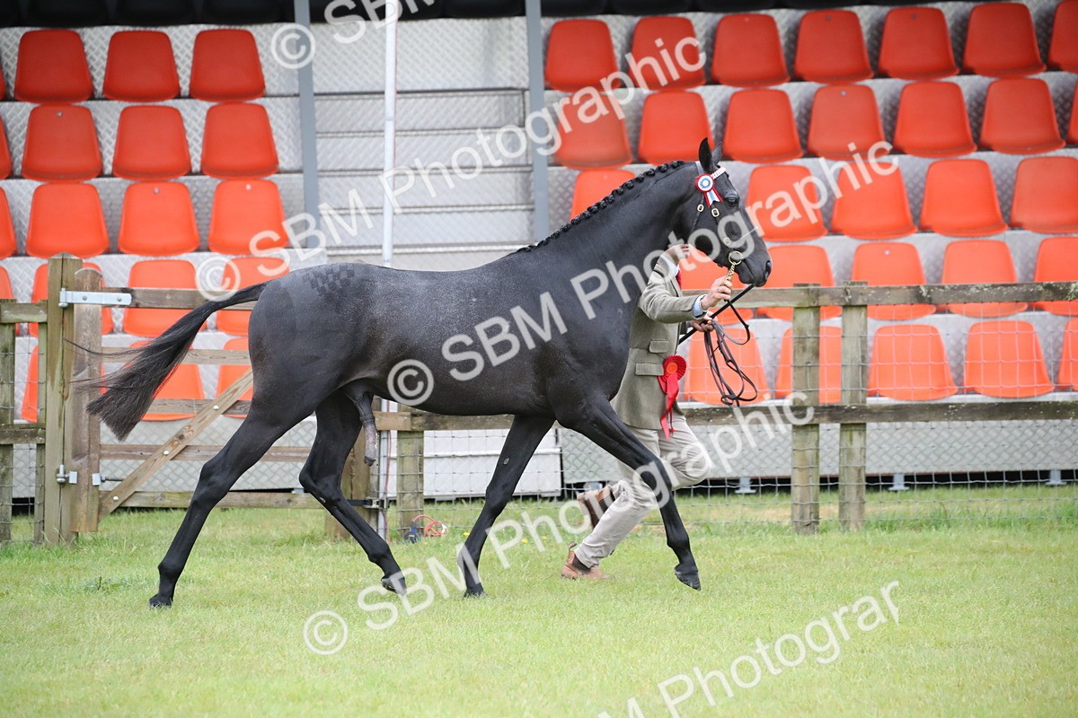 SBM_00218 - Class 17-20 - Arab & Part Bred - Anglo Arab In Hand