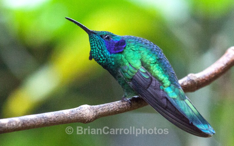Green Violetear Hummingbird, Costa Rica - Costa Rican Wildlife