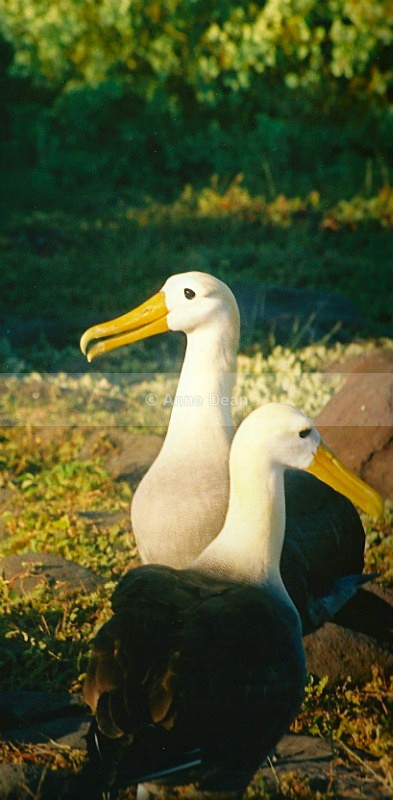 Waved Alabatross pair - Wildlife from the Galapagos Islands