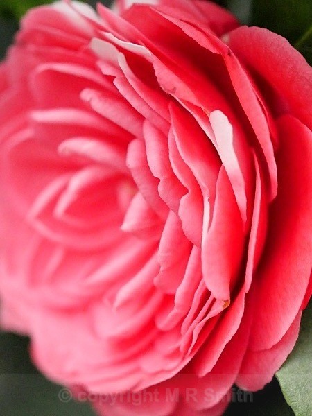 Pink Camellia - MACRO & CLOSE UPS