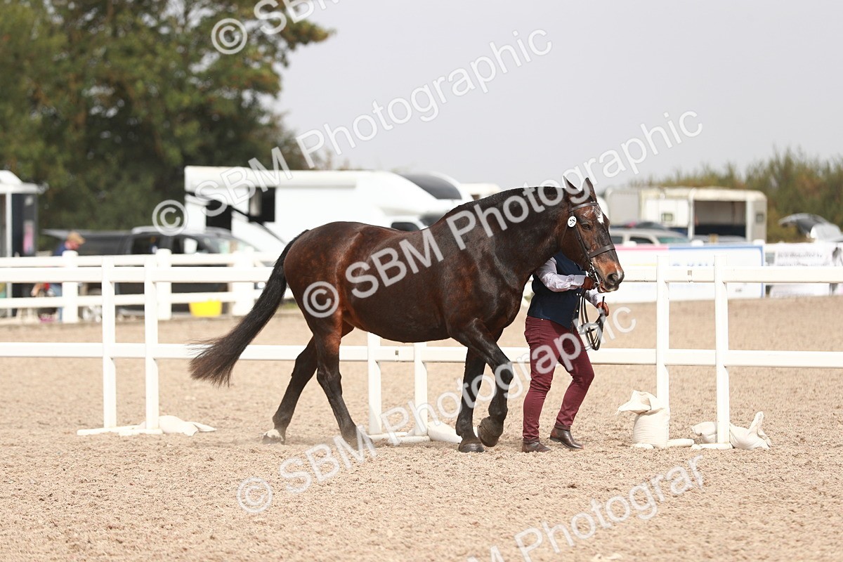 SBM_13153 - Class 208 IH Veteran Horse