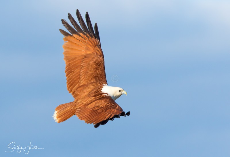 Brahminy Kite 7
