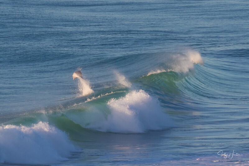 Leap of joy - Dolphins