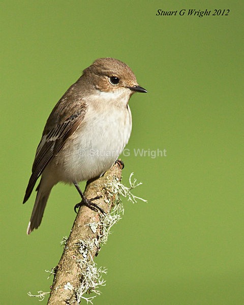 204 - Flycatchers, Redstarts & Stonechats