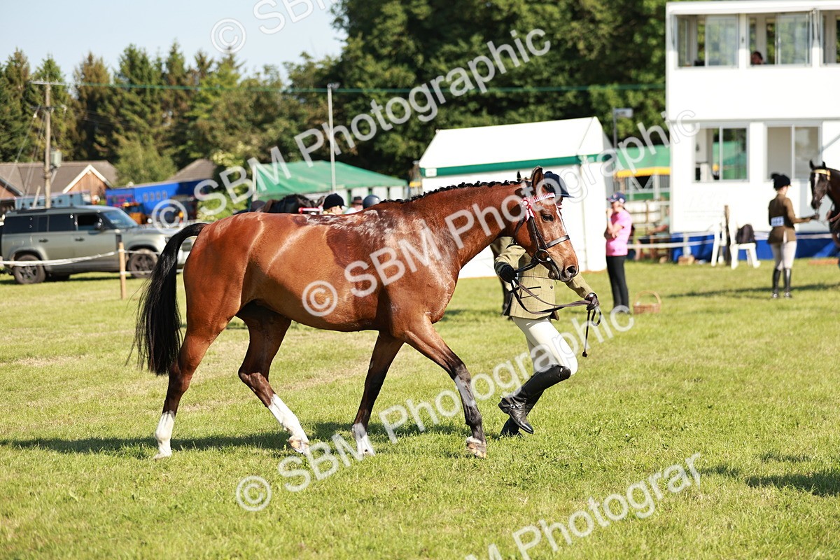 SBM_19310 - Class 115-116 - LIHS BSHA Rising Star Working Hunter & Show Horse