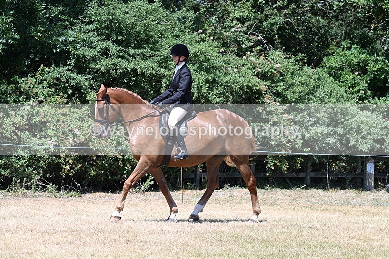 WJ7_2752 - Class 7 Riding Club Show Horse