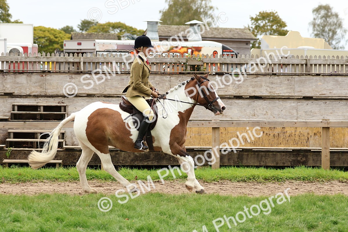 SBM_65209 - S59 - Part Bred Arab & Native Pony Ridden