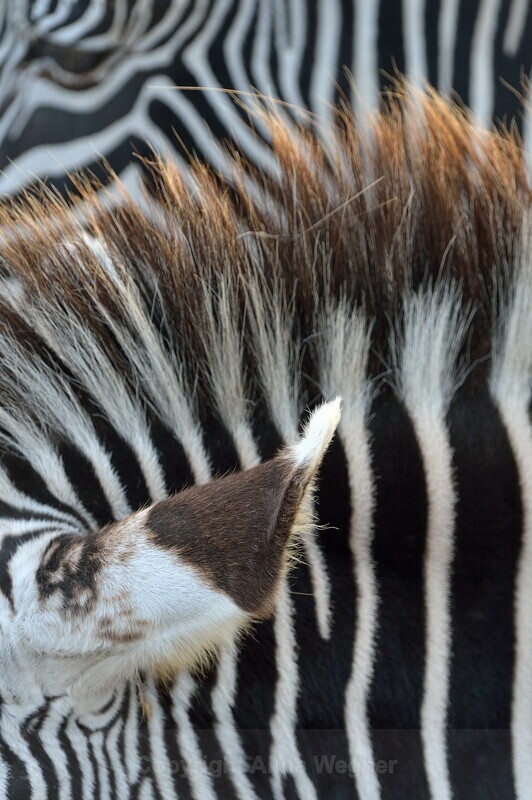 Zebra Stipes - African Wildlife