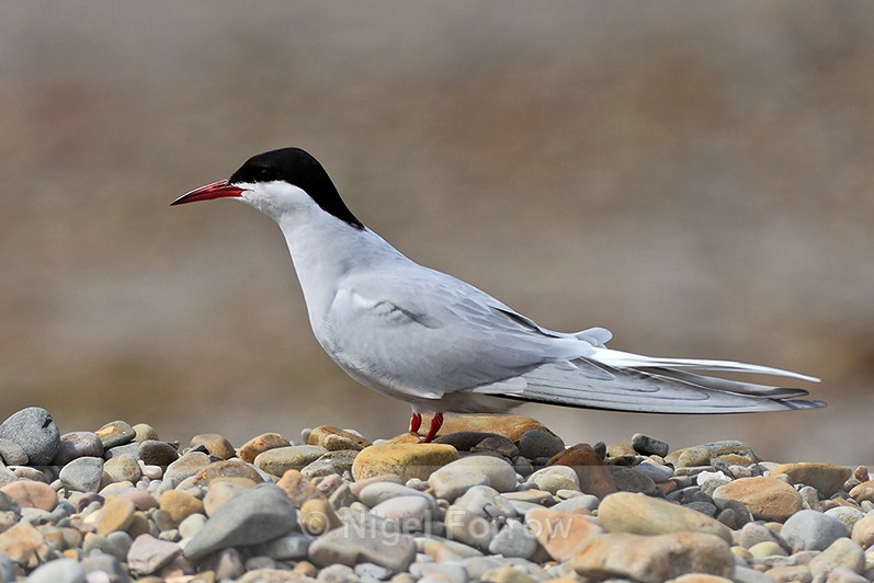 Arctic Tern on a stony beach at Loch Indaal, Islay - Arctic Tern