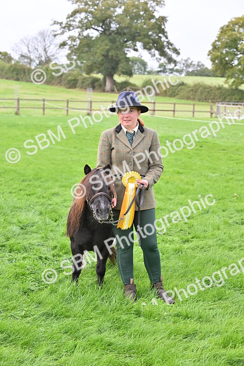 SBM_57001 - S45 - Coloured Pony In Hand