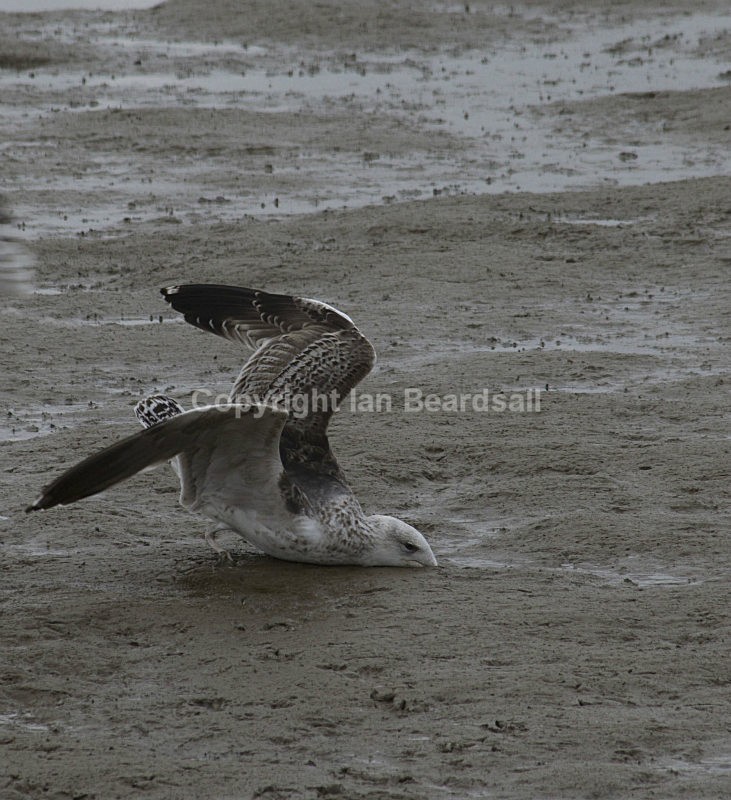 Dodgie Landing - Fun Photos