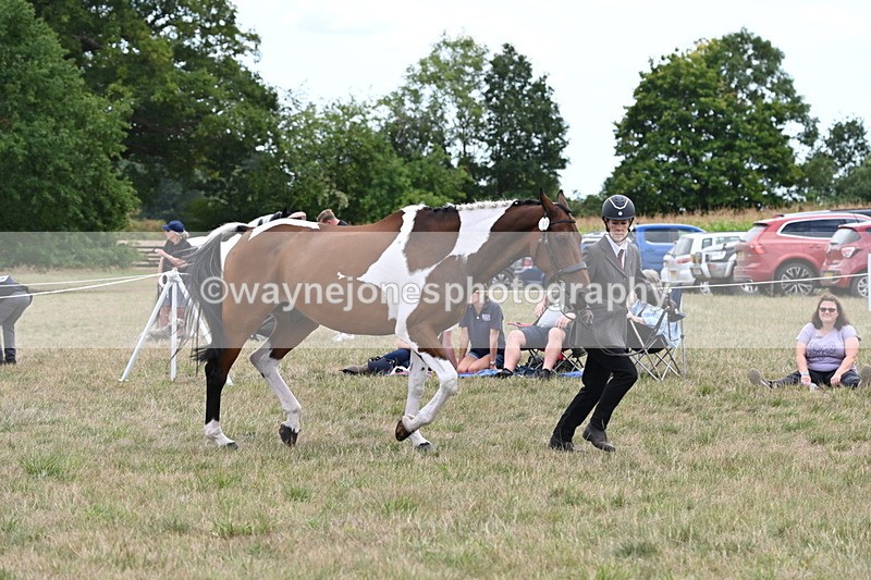 WJ6_6068 - Class 19 In-hand Veterans (Uploaded correct folder)